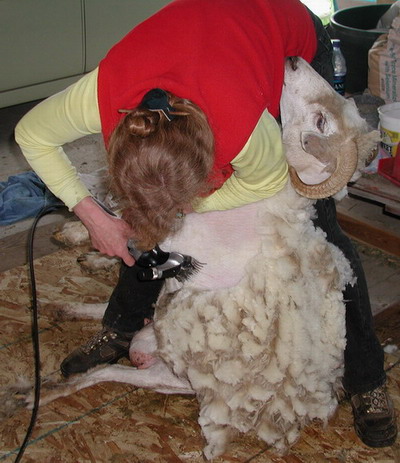 Shearing Surprise