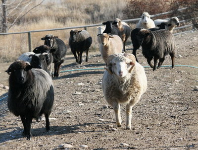 Shadow leads his herd