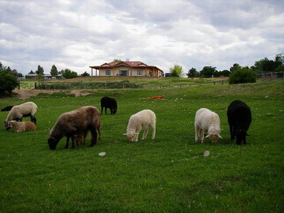 Sheep and our strawbale home