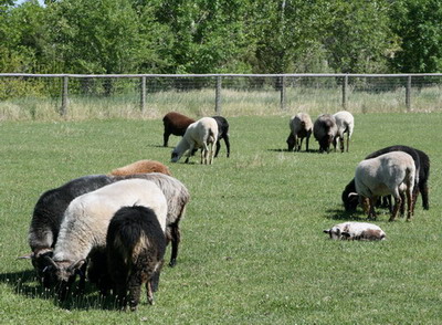 More sheep and lambs
