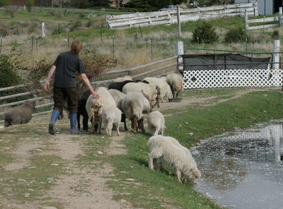 Lets go to the barn gang