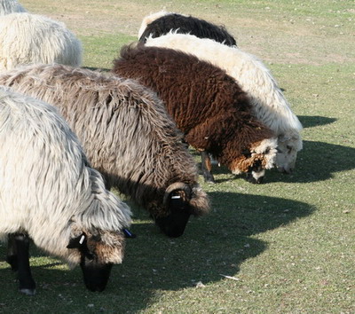 Sheep line up