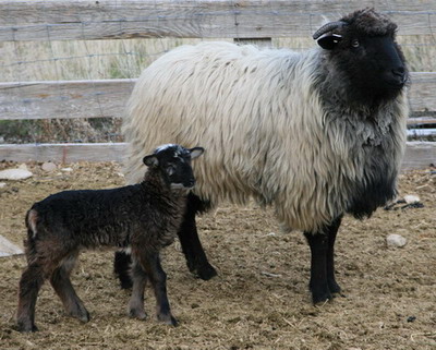 Dark Sky with 2007 lamb (Breezy)