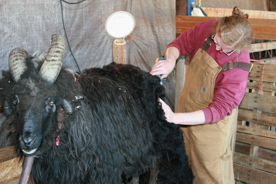 Stand shearing of rams