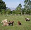 Sheep in lower pasture