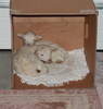 The box lambs